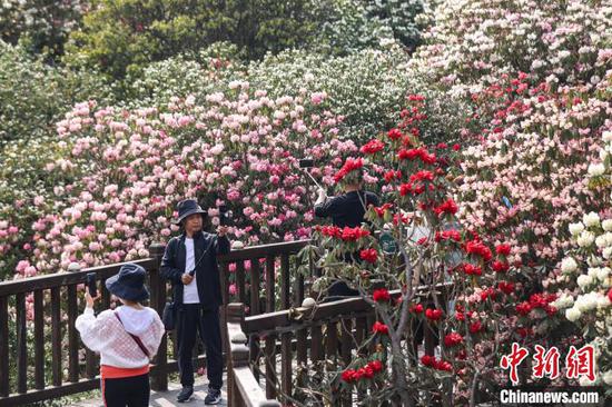 4月3日，游客在百里杜鹃景区拍摄盛开的杜鹃花。中新网记者 瞿宏伦 摄
