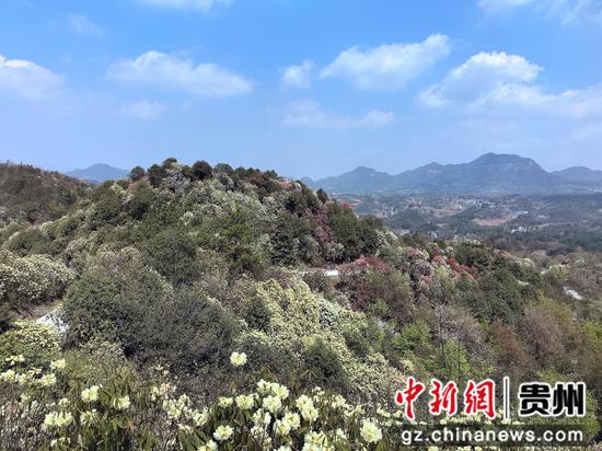 贵州大方县安乐乡营脚村杜鹃花进入盛花期