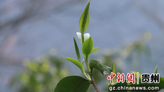 古树茶茶叶 罗金 摄