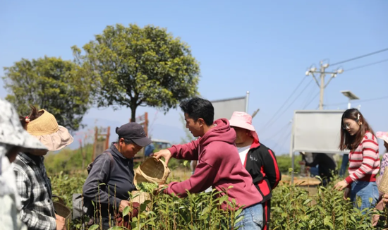 茶农们正在采摘茶叶。陈嘉逸 摄