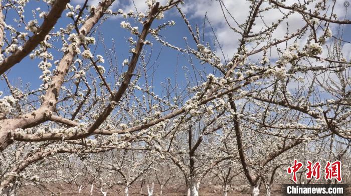 新疆图木舒克市21万亩果树陆续开花，美不胜收。塔依尔·艾力 摄