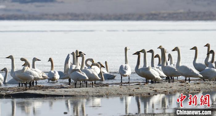大天鹅们聚在岸边，凝望湖面，感受着大自然的恬静与美好。隋爱军 摄