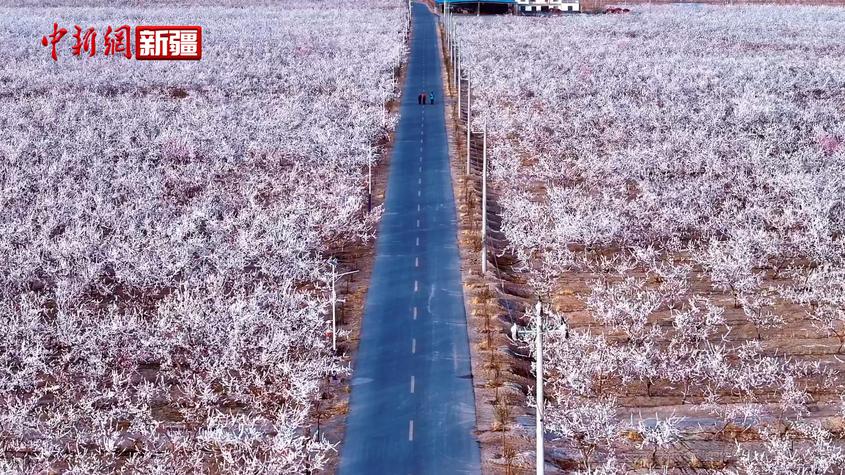 新疆温宿：两千亩杏花绽放满园春