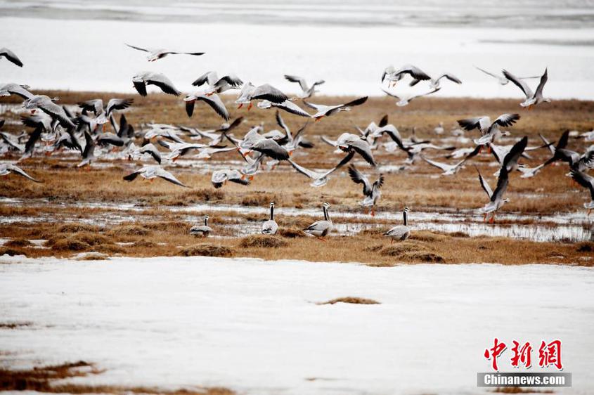 新疆东天山巴里坤湿地迎来大批迁徙候鸟