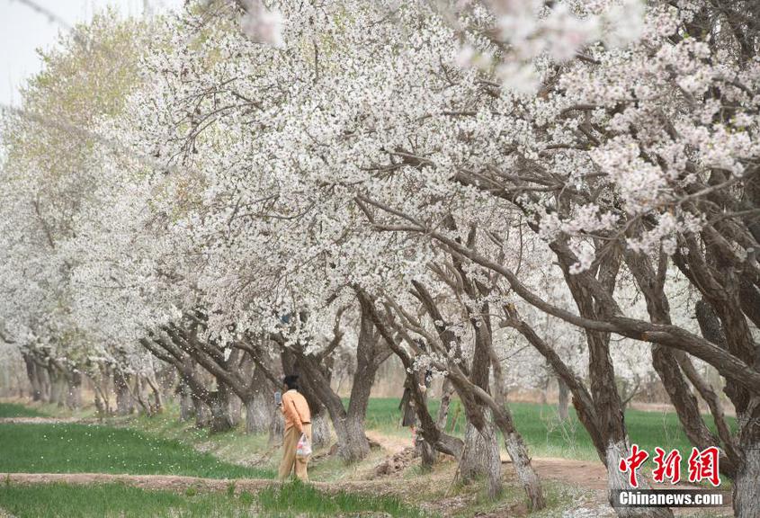 今年新疆喀什地区开春时间比常年晚了12-14天，部分林果花期也较往年偏晚。眼下，正值仲春与暮春之交，喀什地区各县市的巴旦姆花、新梅花、樱桃花等相继盛开，组成一片片“春天花海”，迎接四海游客和当地民众踏春赏景。图为4月6日，游客在巴旦姆树下拍摄花落的美景。 中新网记者 孙亭文 摄
