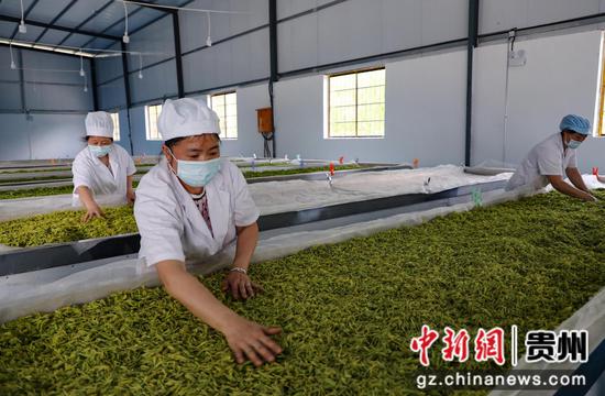 贵州芸清湘茶旅养综合开发有限公司茶叶加工厂 陈贤琴摄