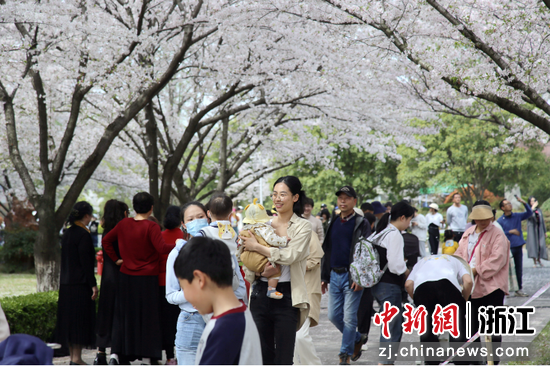 嘉兴市民到同济浙院参加樱花节活动。付辉古摄
