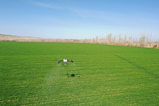 呼图壁县：无人机助力让小麦春管插上科技翅膀