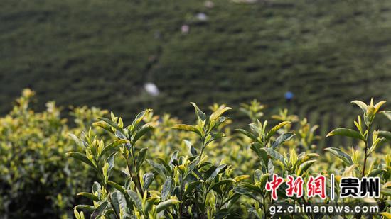 贵州芸清湘茶旅养综合开发有限公司， 从3月下旬开始，都要组织300余名采茶，碧绿的茶叶林一片欢声笑语，茶园里呈现出一派春日采茶忙的景象。陈贤琴摄