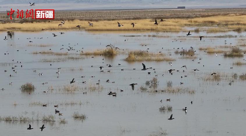 新疆吐鲁番艾丁湖湿地鸟飞舞