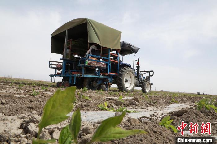 新疆焉耆垦区番茄移栽全面展开 机械移栽效率高