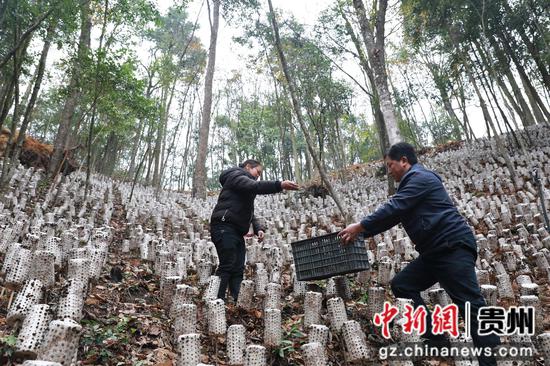 贵州剑河：种下“致富树” 催红“产业花”