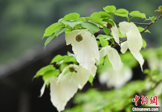 4月10日，贵州省铜仁市松桃苗族自治县乌罗镇毛溪村盛开的鸽子花。谢慧芳 摄