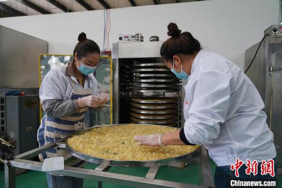 4月11日，猫场镇皂角加工厂工人正在对皂角米进行烘干作业。中新社记者 蒲文思 摄