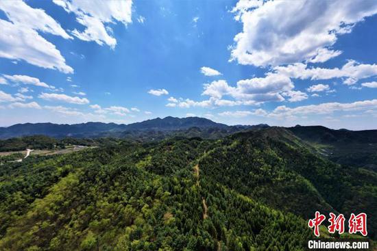 资料图：贵州省大方县长石镇山坝村林下天麻种植基地航拍。何志刚 摄