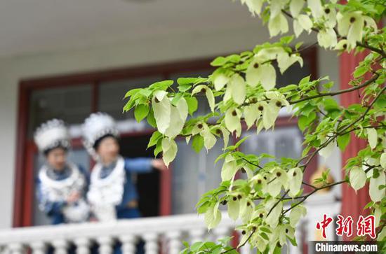 4月10日，民众在贵州省铜仁市松桃苗族自治县乌罗镇毛溪村观赏盛开的鸽子花。谢慧芳 摄
