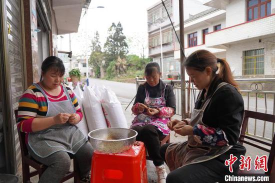 4月11日，猫场镇新寨村村民唐敏(左一)和同事在剥皂角米。中新社记者 蒲文思 摄
