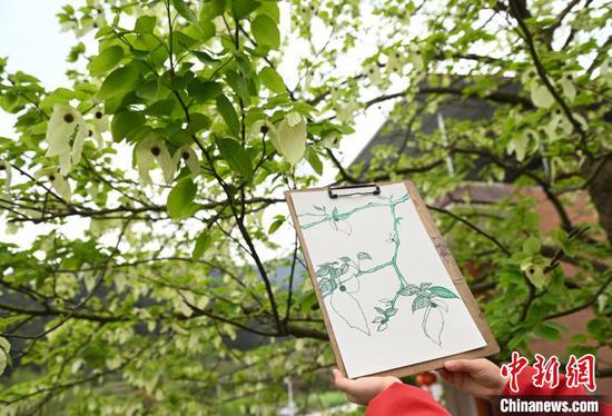 4月10日，学生在贵州省铜仁市松桃苗族自治县乌罗镇毛溪村的鸽子花树下展示“鸽子花”作品。谢慧芳 摄