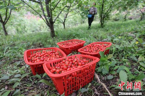 4月11日，工人在小水乡樱桃园采摘的樱桃。中新网记者 瞿宏伦 摄