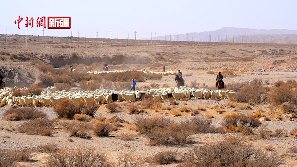 新疆温宿：22万头牲畜踏上春季转场路