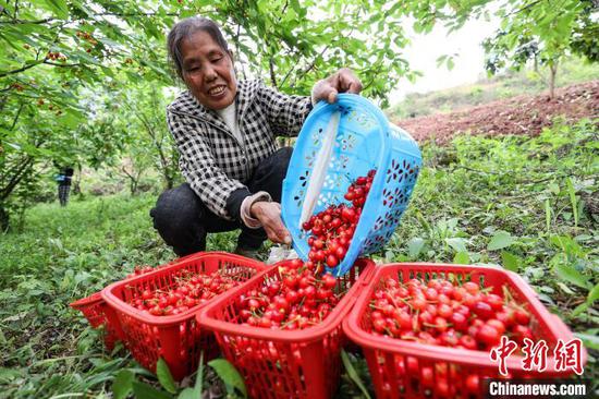 4月11日，工人在小水乡樱桃园整理采摘的樱桃。中新网记者 瞿宏伦 摄