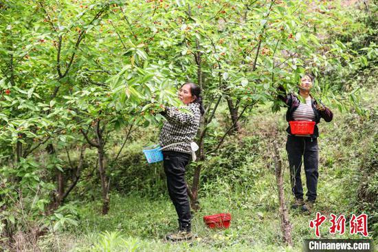 4月11日，工人在小水乡樱桃园采摘樱桃。中新网记者 瞿宏伦 摄