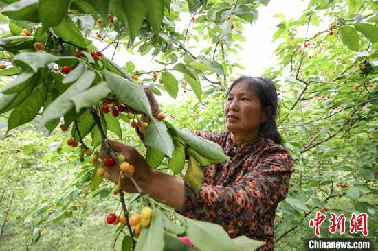 4月11日，工人在小水乡樱桃园采摘樱桃。中新网记者 瞿宏伦 摄