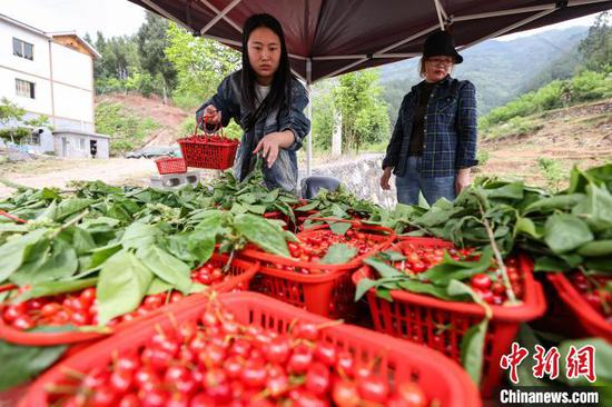 4月11日，游客在小水乡樱桃园购买樱桃。中新网记者 瞿宏伦 摄