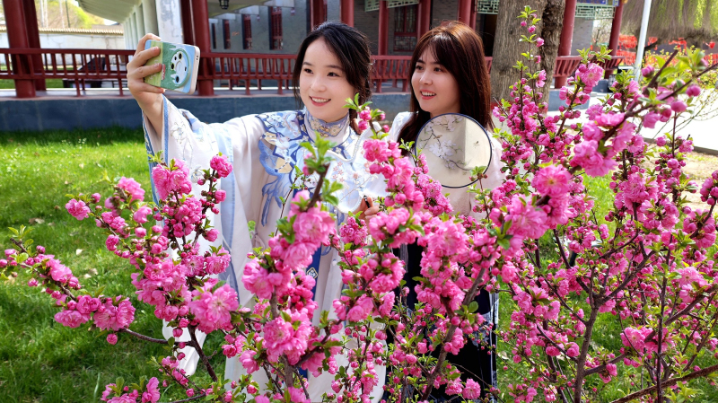 4月12日，察布查尔锡伯自治县锡伯古城内，游客在满枝花繁正艳花枝前拍照合影。华岩明摄 