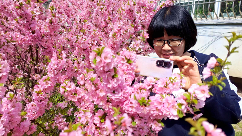 4月12日，察布查尔锡伯自治县骁勇苑小区内，居民在满枝绽放的榆叶梅花团前拍照。华岩明摄 