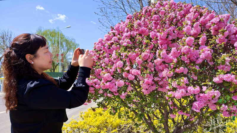 4月12日，察布查尔锡伯自治县查鲁盖街边，当地居民用手机拍照满树绽放花朵留纪念。华岩明摄 