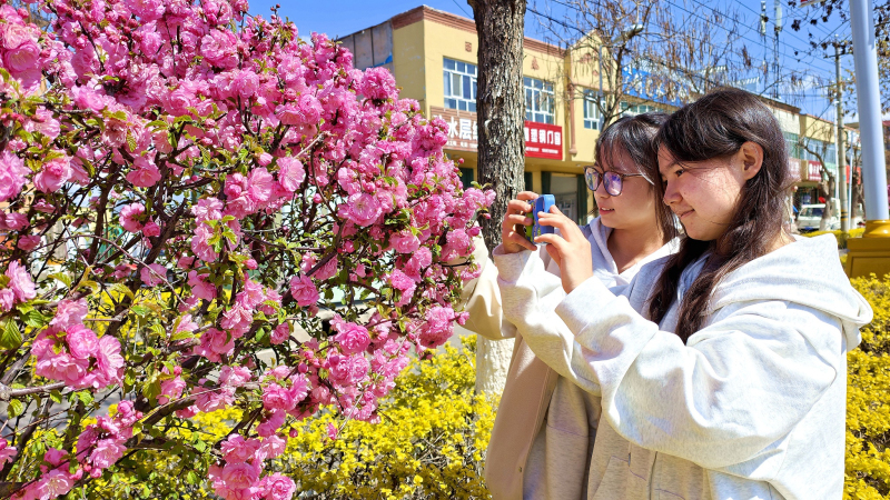 4月12日，察布查尔锡伯自治县果尔敏街道路旁，路过居民驻足赏花拍照。华岩明摄 