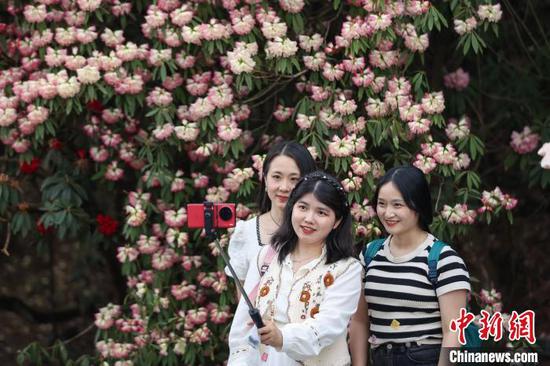 4月3日，游客在百里杜鹃景区自拍留影。中新网记者 瞿宏伦 摄