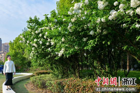 雉城街道南门社区口袋公园里，有一片白色的绣球花正开得热闹 雉城街道供图