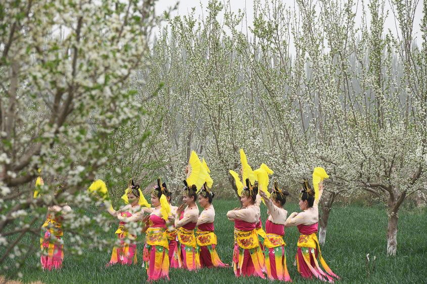 4月15日，新疆伽师县举行第四届新梅花开文学艺术采风活动。图为伽师县盛开的新梅花。