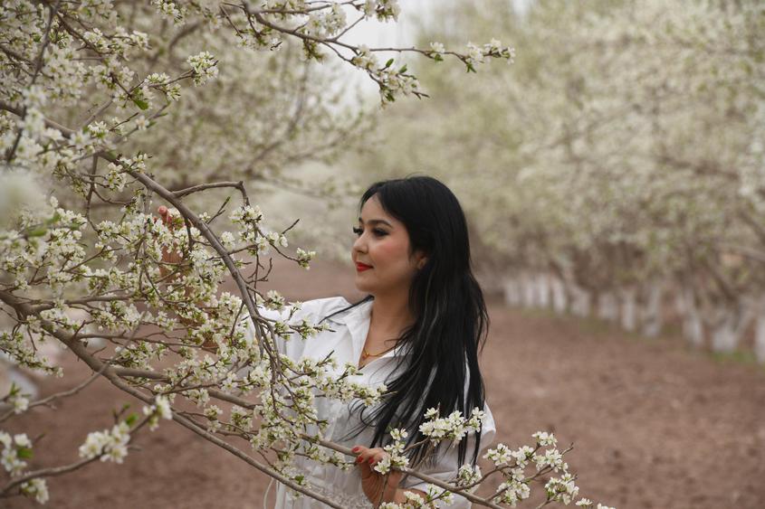 4月15日，新疆伽师县举行第四届新梅花开文学艺术采风活动。图为一名游客在新梅花丛中赏花。