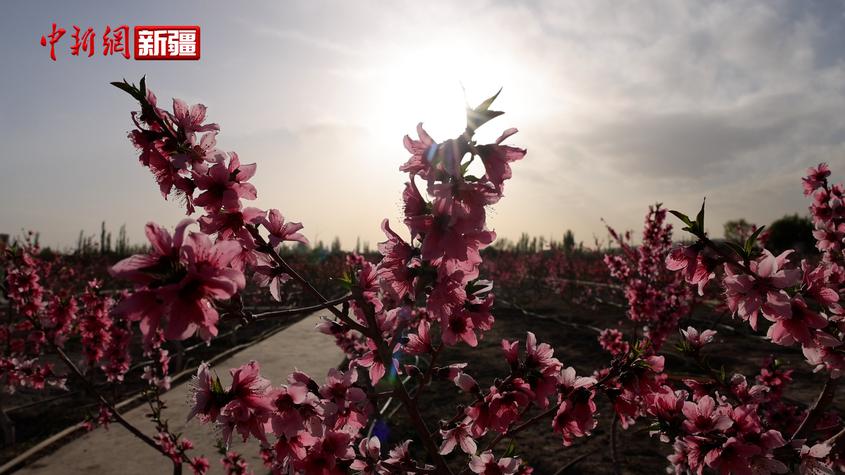 新疆阿图什：桃花朵朵开