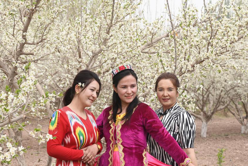 4月15日，新疆伽师县举行第四届新梅花开文学艺术采风活动。图为当地民众在花丛中拍照。