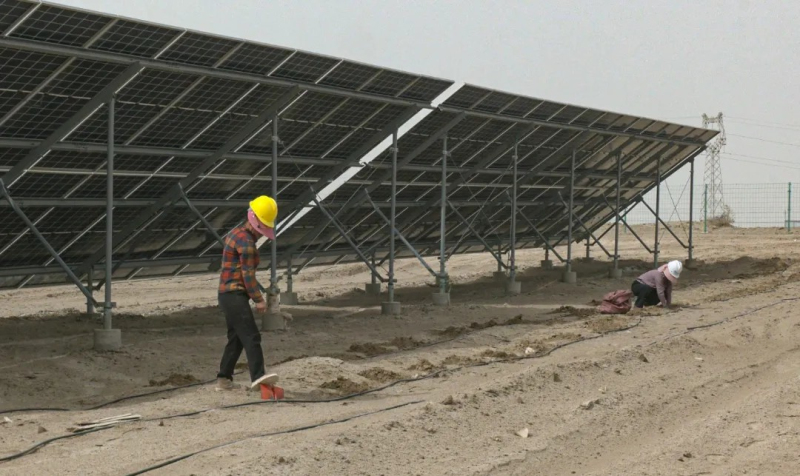 在新疆塔里木油田尉犁县10万千瓦光伏发电项目区，工人在铺有滴灌设施的光伏组件之间种植罗布麻。