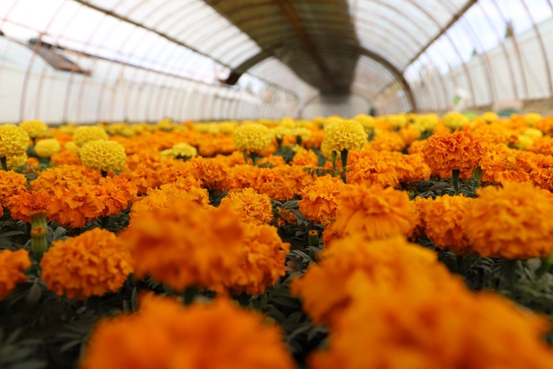 二十一团：鲜花种植催生乡村振兴“美丽产业”