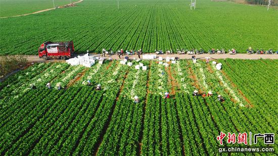 马岭镇莲新村的玉芥菜种植基地规模化种植的场景