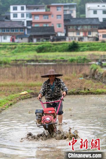 在贵州省从江县贯洞镇友团村，村民在驾驶微耕机耕田。吴德军 摄