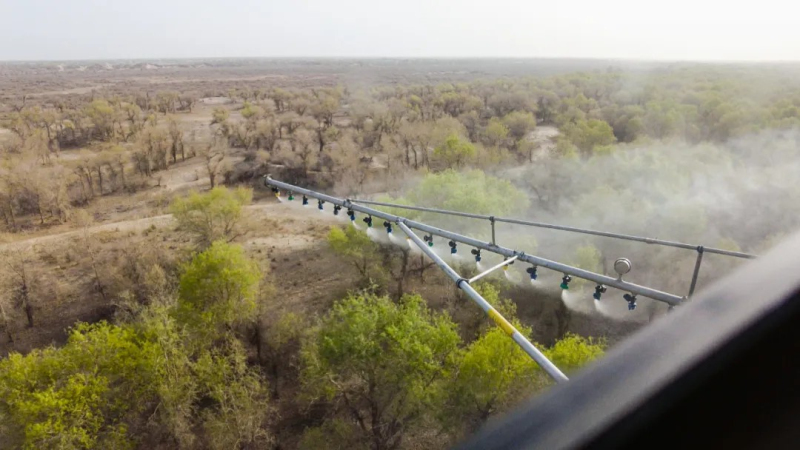 4月18日，一架黑色贝尔407直升机在塔里木河中下游尉犁段胡杨林区喷洒生物药剂防治春尺蠖病虫害 。