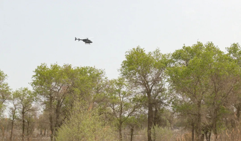 4月18日，一架黑色贝尔407直升机在塔里木河中下游尉犁段胡杨林区喷洒生物药剂防治春尺蠖病虫害。