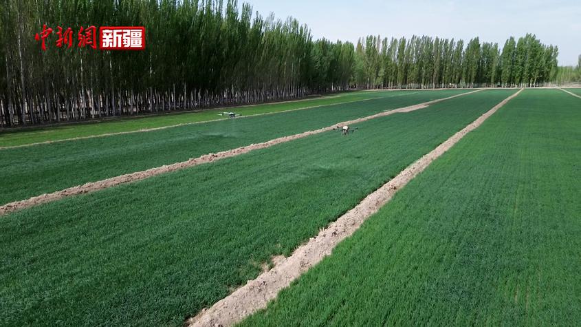 新疆拜城：植保无人机助力小麦田间管理