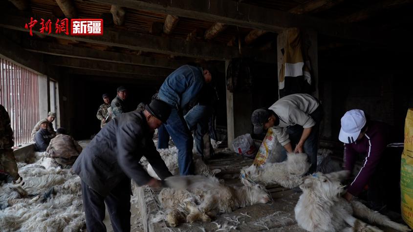新疆温宿：山羊绒收获忙 “软黄金”铺就富裕路