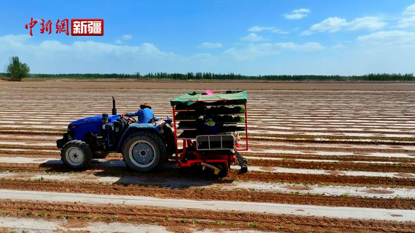 新疆温宿：机械化移栽提升温宿6万余亩色素辣椒效率