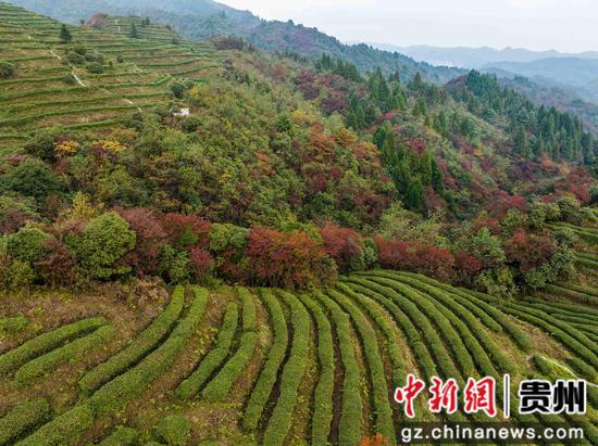 贵州纳雍：神箐大山的15年“逐绿”之旅