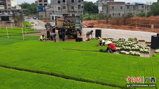 广西平南：​水稻产业智能化育秧 创新科技助力丰收