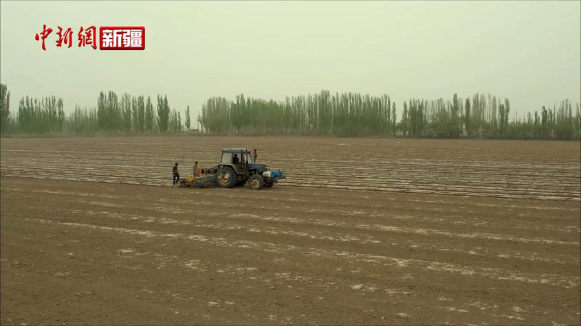 新疆新和县13.65万亩正播玉米进入播种“高峰期”